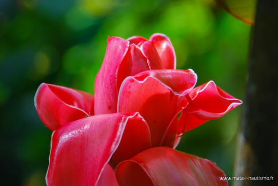 Fleur des Antilles - La rose de porcelaine