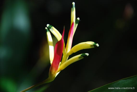 Fleur des Antilles