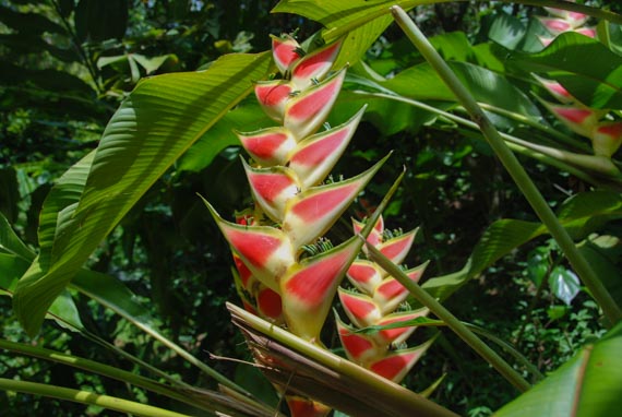 Heliconia - Martinique