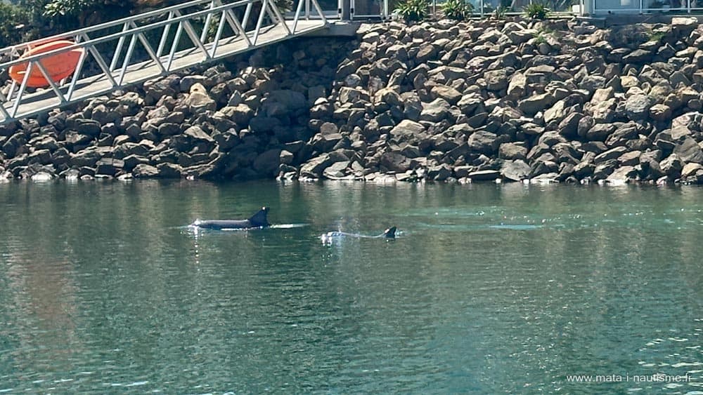 Les dauphins du port