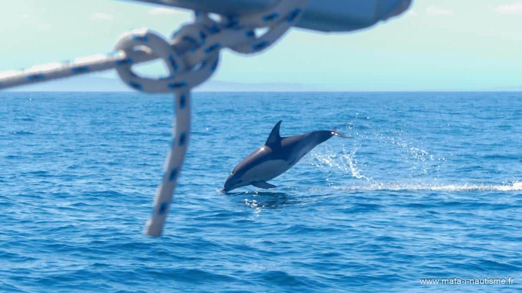 Les dauphins joueurs nous accompagnent