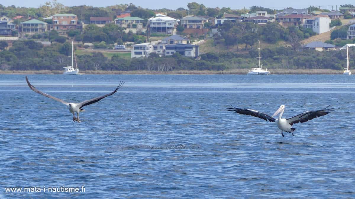 Aigle et Pelican de Oyster Harbour