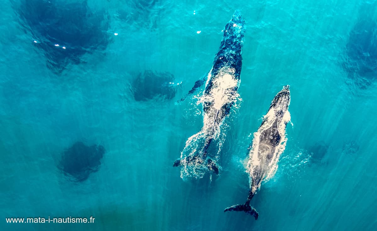 Baleines - Albany WA