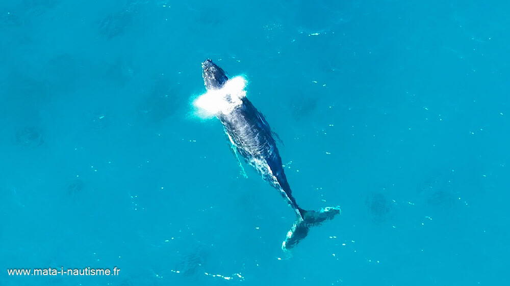 End Iceland Whaling