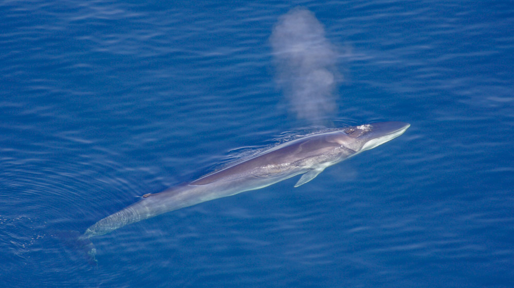 Rorqual Commun